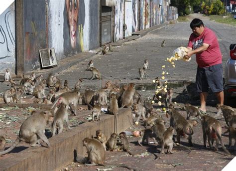 Loạt ảnh khỉ nghiện sex chiếm đóng một thành phố tại Thái Lan