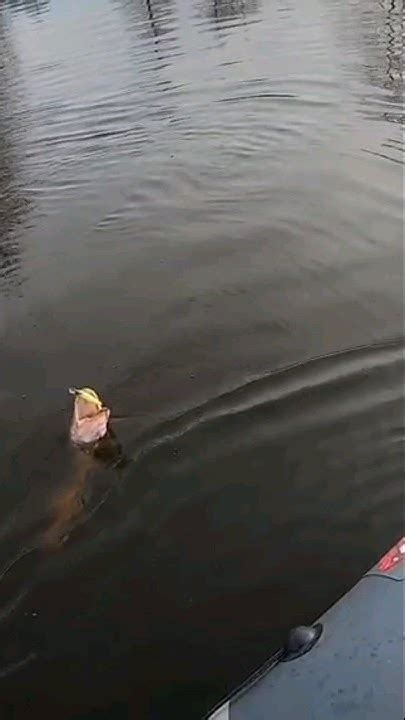 ВОБЛЕР-УБИЙЦА ТРОФЕЙНОЙ ЩУКИ😎🎣💪 #рыбалка2023 #щука #щуканавоблер # ...