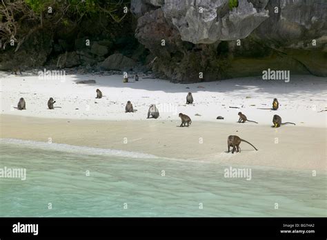 Monkeys On Monkey Beach Near Phuket Thailand Stock Photo Alamy