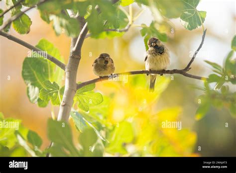 Two House Sparrows Sit Side By Side On A Branch Against A Soft Sunlit