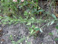 Икотник серо-зелёный подробная информация с фотографиями