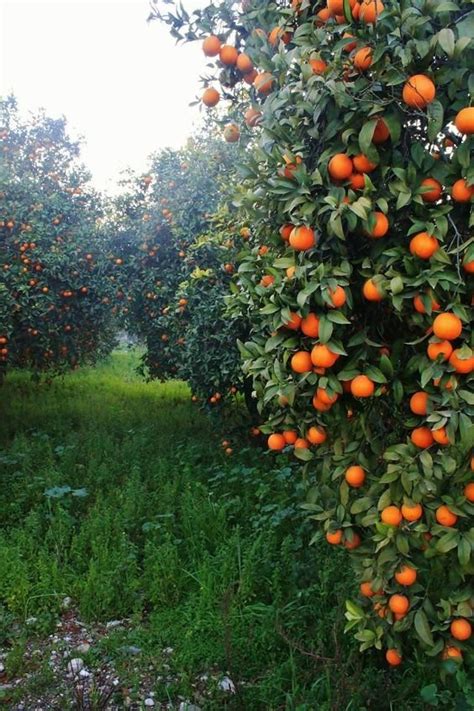 Orange Farming Investment A Comprehensive Guide Fnb Tech