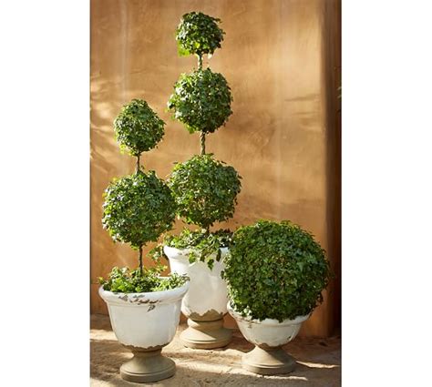 Live Ivy Ball Topiary On Stem Pottery Barn