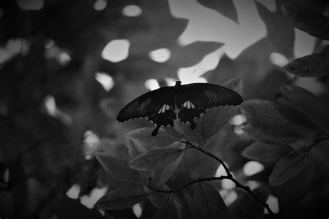 Black Swallowtail Photos Download The Best Free Black Swallowtail