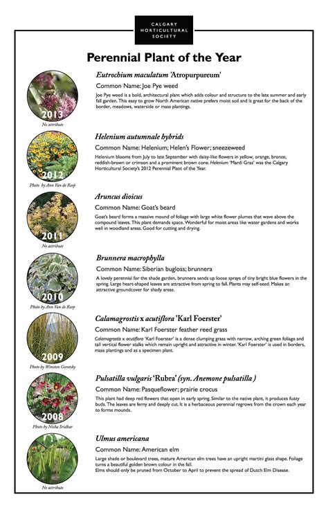 Perennials Plants List