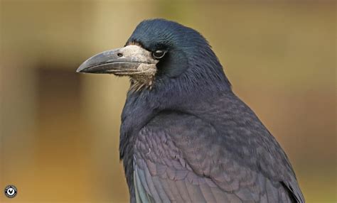 Rook by Nick Truby - BirdGuides