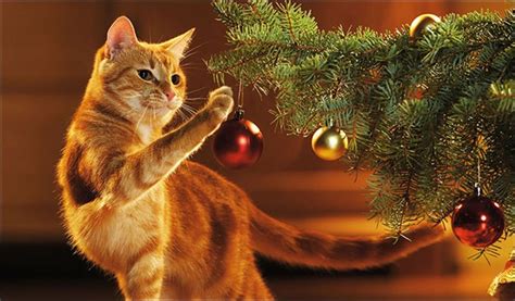 ДОМИКИ, КОГТЕТОЧКИ И ИГРОВЫЕ КОМПЛЕКСЫ ДЛЯ КОШЕК | ВКонтакте