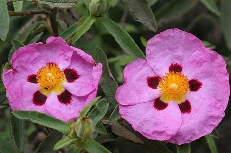Cistus - Wholesale Distributor