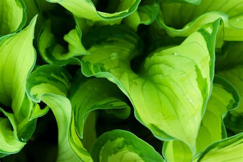 Wet Green Leaves Free Stock Photo - Public Domain Pictures