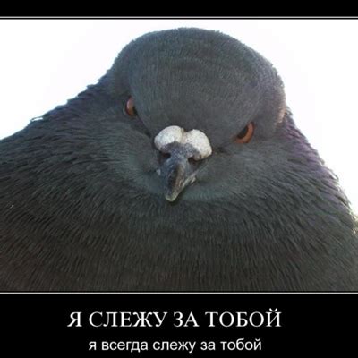 Голубь Голубев, Томск | Поиск информации