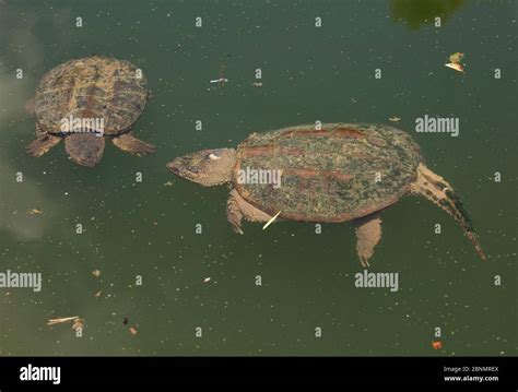 Snapping turtle (Chelydra serpentina) male attempting to mate with