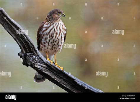 Sharp Shinned Hawk High Resolution Stock Photography And Images Alamy