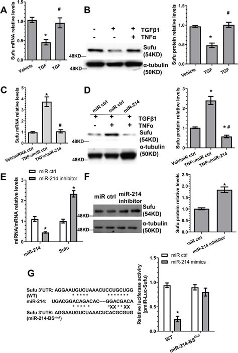 Identification Of Sufu As The Target Gene Of MiR 214 3p During