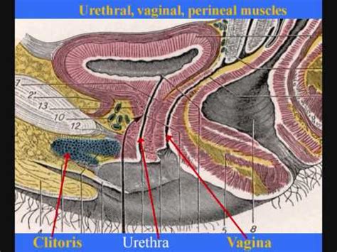 Journal Sexual Medicine Vs Womens Sexual Health Editorial Comment Re Foldes Censored By J Sex