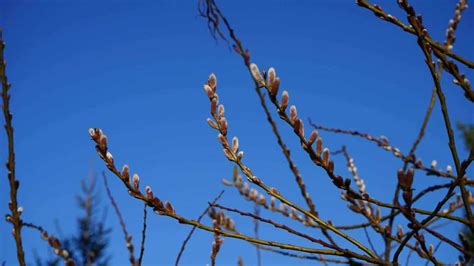 How To Plant Grow And Care For Pussy Willow Salix Spp
