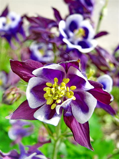 Аквилегия гигант Мак Канна (73 фото) - фото - картинки и рисунки ...