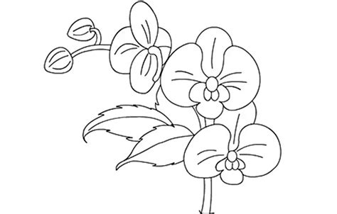 Orchid Flowers Coloring Pages Coloring Cool