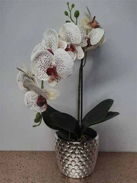 Pin By Fay Hannides On Orchids Home Flower Decor Beautiful Flower