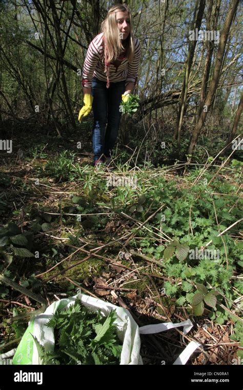 A Woman Forages For Stinging Nettles In A Park Or Forest She Wears