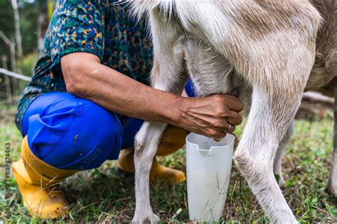 Older Latina Woman With Gray Hair And Yellow Boots Milking Goat On Her Farm Colombian Peasant