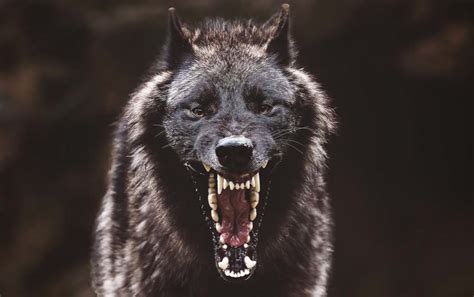 Surviving a Wolf Attack | Modern Survival