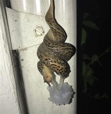 Surprisingly Beautiful Mating Rituals Of The Leopard Slug R Mildlyinteresting