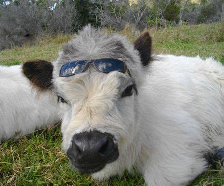 Galloway Cattle, Miniature Cattle, Breeds, Cows, United Kingdom ...