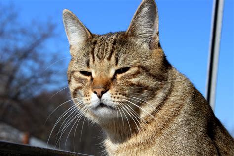 Картинки Котик Барсик — Фото Картинки