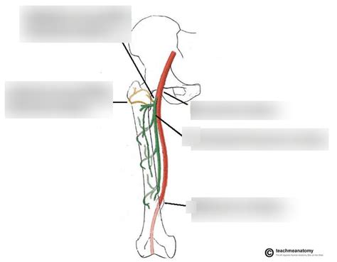 Femoral Artery Diagram Quizlet