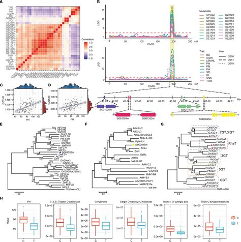 Frontiers QTL Analysis Of Important Agronomic Traits And Metabolites