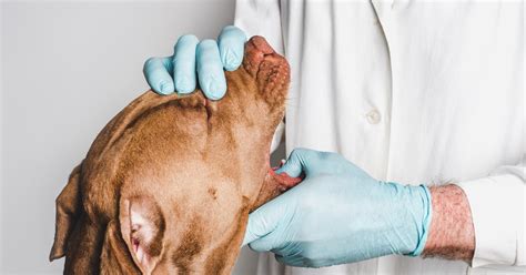 dog ate glass how long to pass