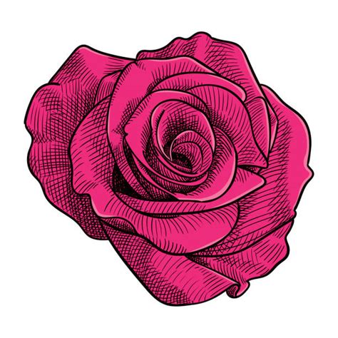 33900 Graphic Roses Drawing Stock Illustrations Royalty Free Vector