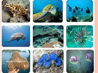 Biodiversity of Nicobar Islands | PPT