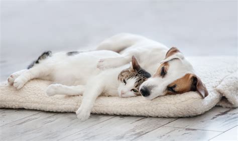 image de chat cohabitation chien  chat difficile