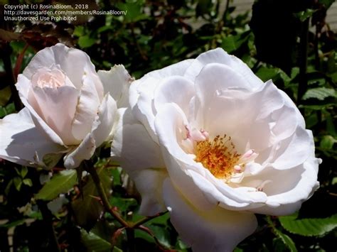 PlantFiles Pictures: Floribunda Rose 'Margaret Merril' (Rosa) by venu209