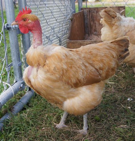 Naked Neck Turken Thread Page 532 BackYard Chickens Learn How To Raise Chickens