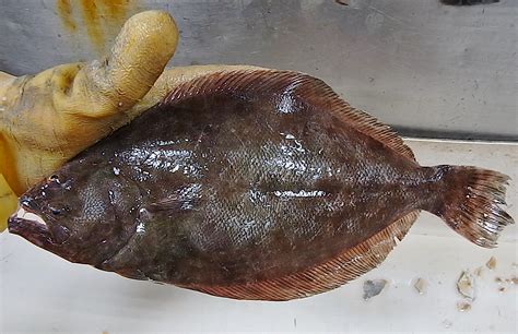 Is Climate Change Making More Flounder Male Than Female Hook Line