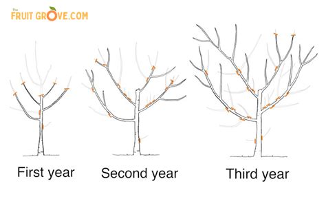 A Simple Guide to Pruning Peach Trees for Maximum Harvest - The Fruit Grove