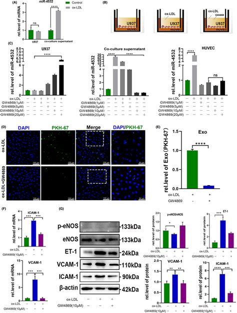 Gw4869 Inhibited Exosome Secretion And Ameliorated Huvec Dysfunction