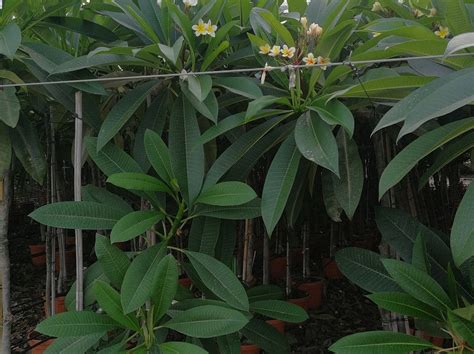 Plumeria Rubra Frangipani Free Uk Delivery