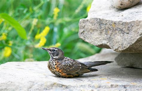 American Robin Audubon Field Guide