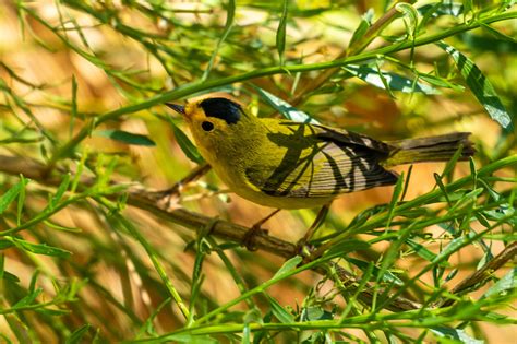 Wilsons Warbler Sam May Flickr