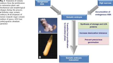 Transition Of Somatic Embryos From The Proliferation To Maturation