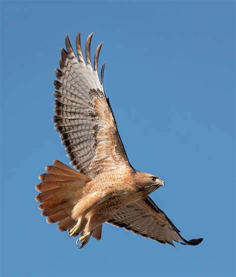 Hawk Flight Photograph By Loree Johnson Fine Art America