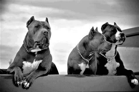 Tổng hợp hình ảnh chó Pitbull đẹp nhất | Chó bully mỹ, Chó pitbull, Người yêu chó