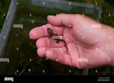 Filamentous Newt Filamentous Newt Striped Newt Striped Newts