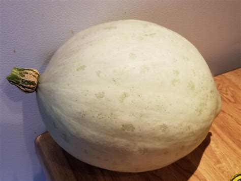 Pale Hopi Gray Squash Organic Heirloom Azibo Botanicals