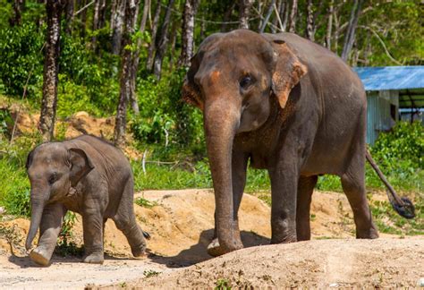 Phuket Elephant Sanctuary Tour