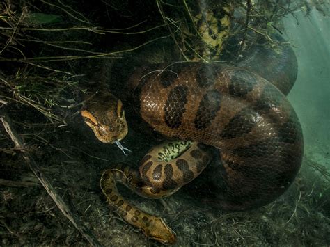 Green anaconda size - detroitcaqwe