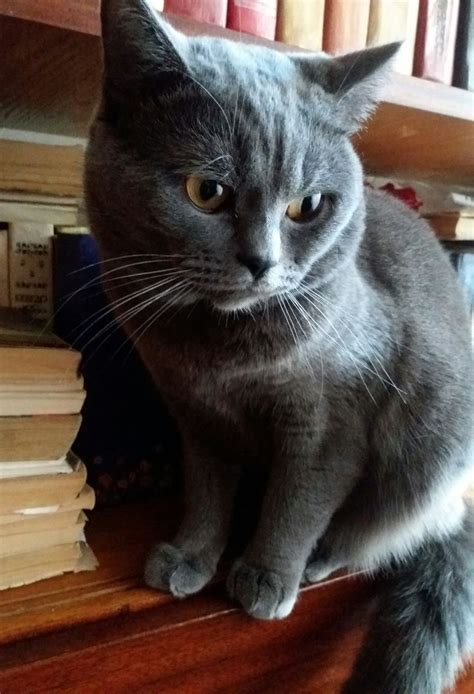 Британский кот